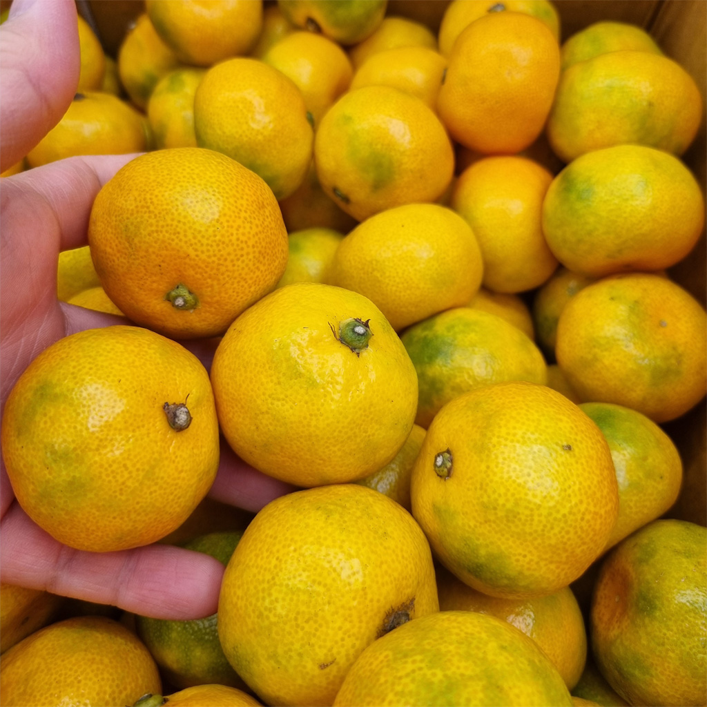 제주 로즈마린 감귤  10kg