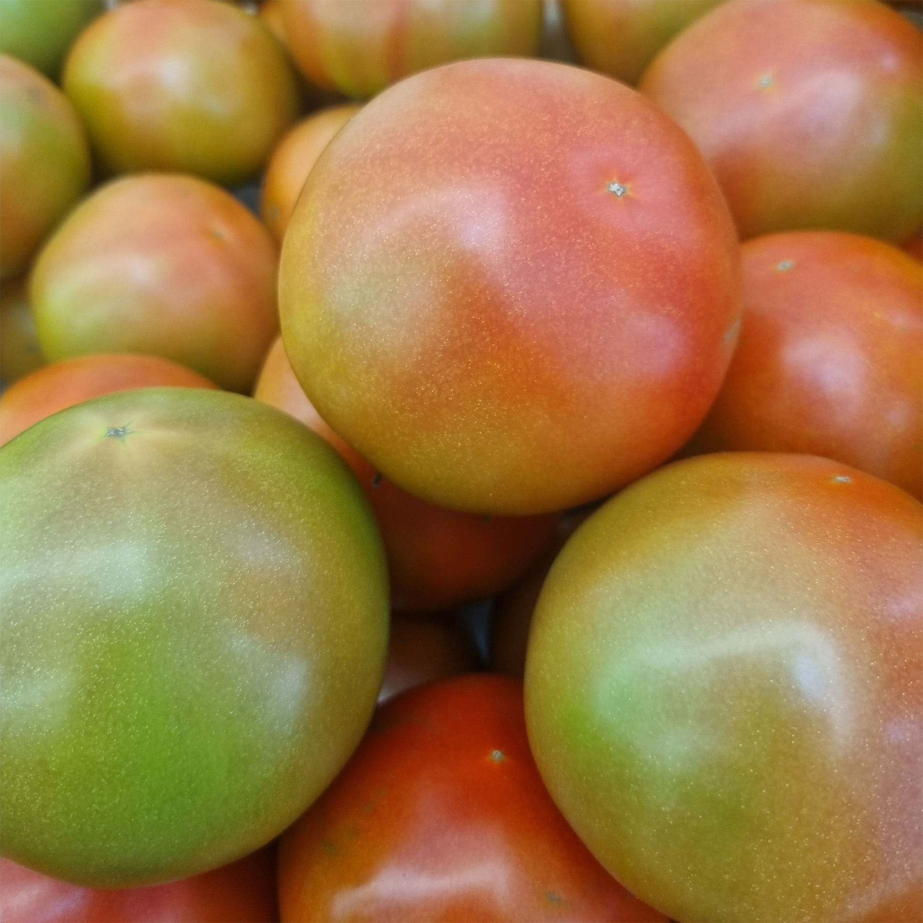 완숙 토마토 5kg